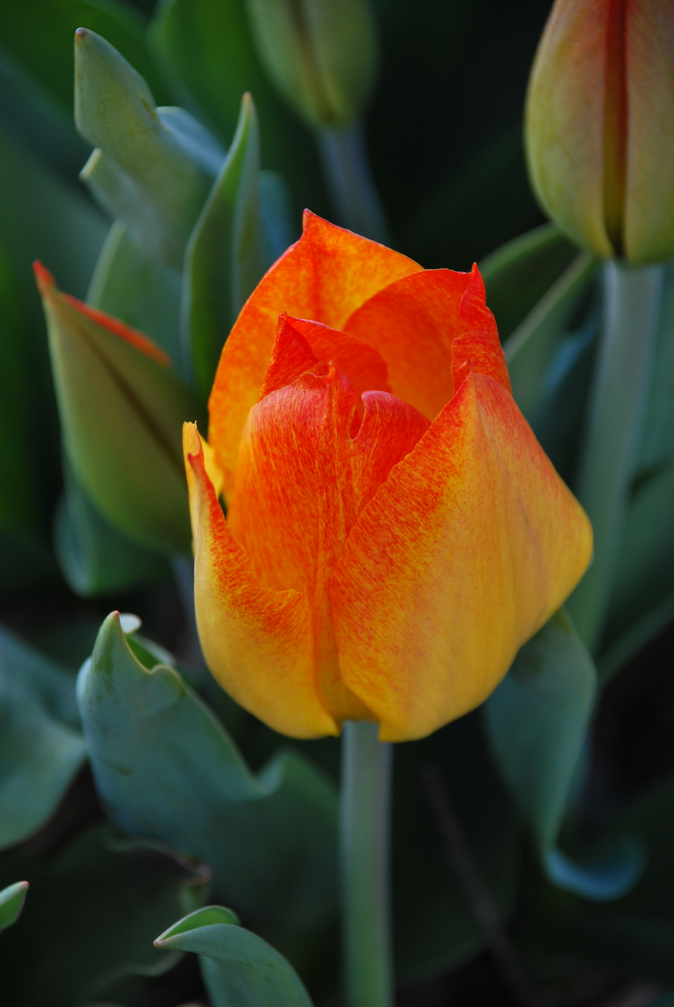 Tulp Easter Surprise